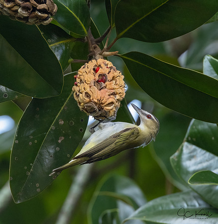 Red-eyed Vireo