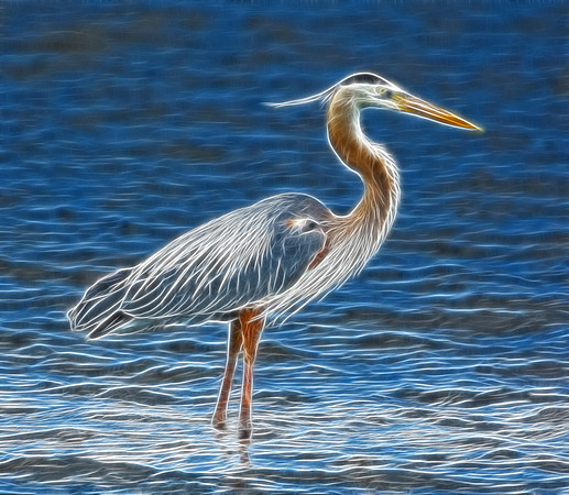 Great Blue Heron