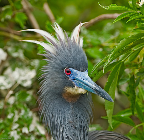 Tricolored Heron