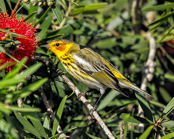 Cape May Warbler