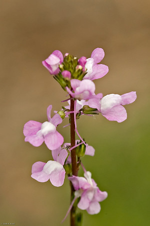 Toadflax