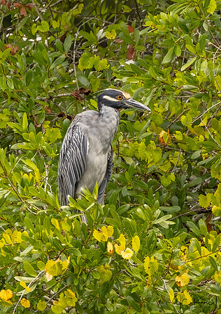 Yellow-crowned Night-heron