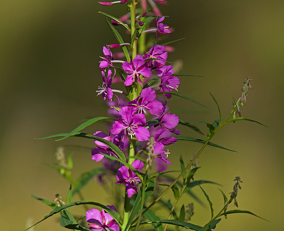 Fireweed