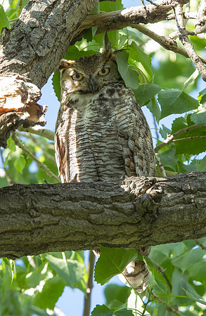 Great Horned Owl (Colorado Plains)