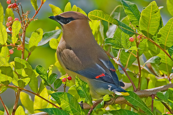Cedar Waxwing