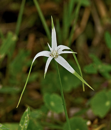 White Bracted Sedge