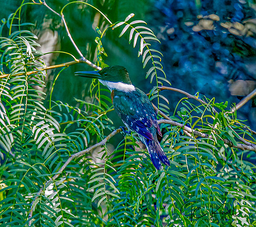 Green Kingfisher