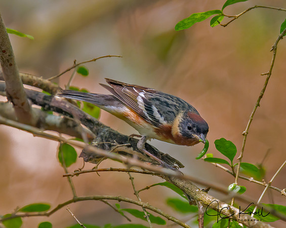 Bay-breasted Warbler