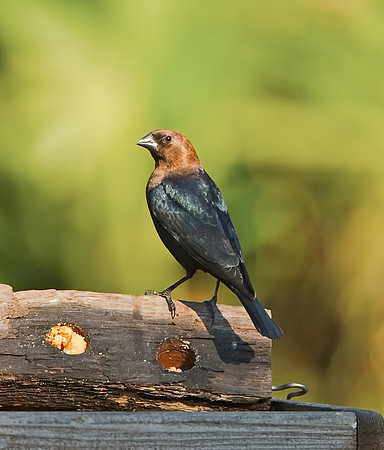 Brown-headed Cowbird (M)