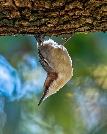 Brown-headed Nuthatch