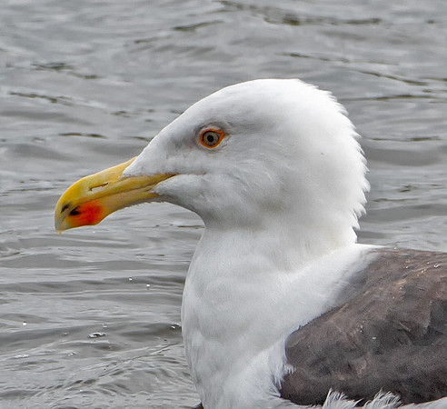 Great Black-backed Gull