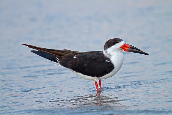 Black Skimmer