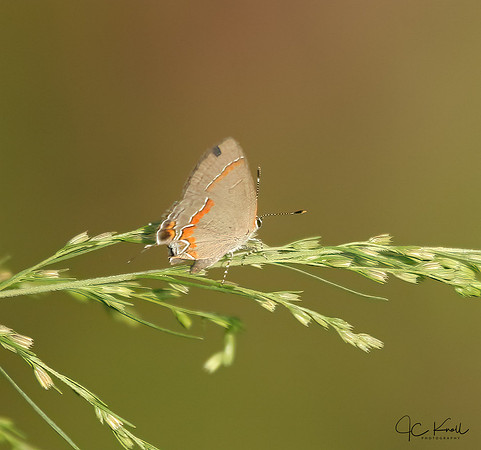 Red-banded Hairstreak