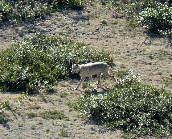 Gray Wolf