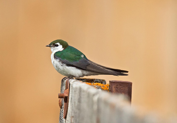 Violet-green Swallow