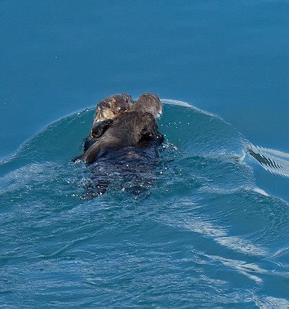 Sea Otter