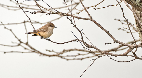 Vermillion Flycatcher (F)