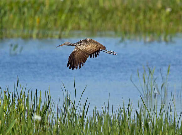 Limpkin