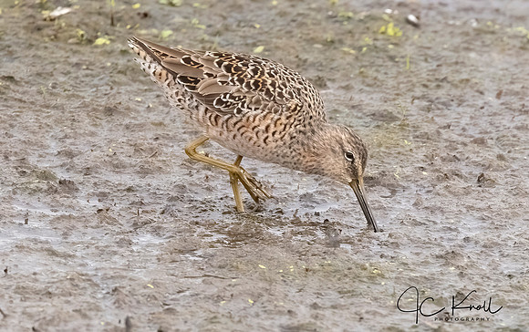 Long-billed Dowitcher