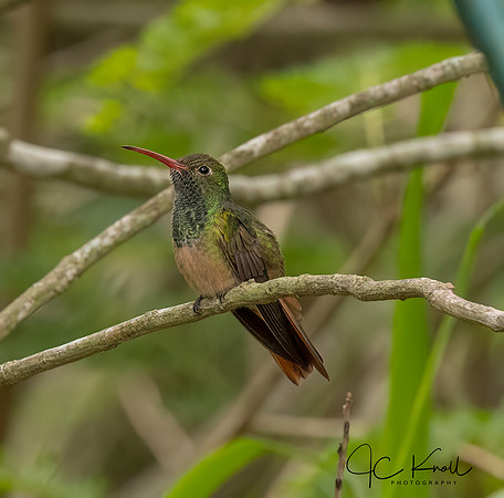 Buff-bellied Hummingbird