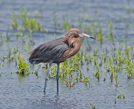 Reddish Egret