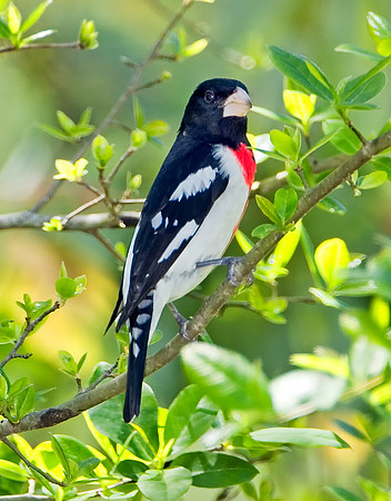 Rose-breasted Grosbeak