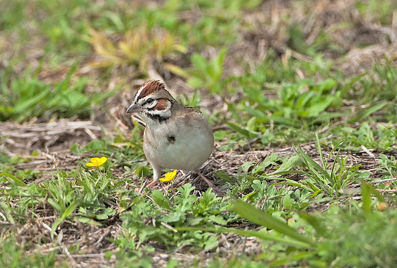 Lark Sparrow