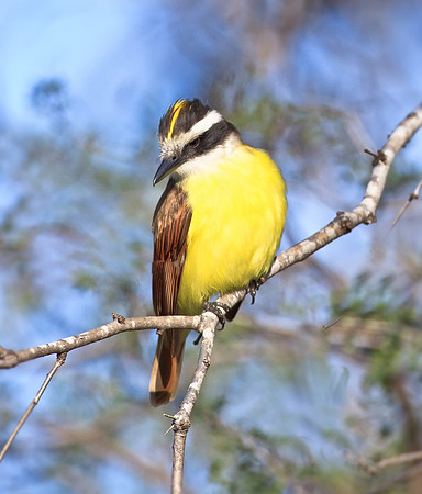 Great Kiskadee
