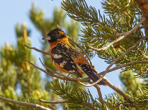 Black-headed Grosbeak (M)