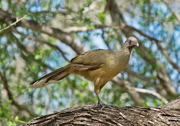 Plain Chacalaca