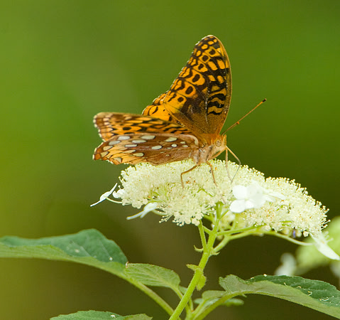 Great Spangled Fritillary