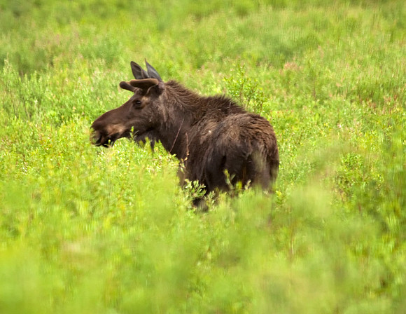A Bull Moose in Chicken, Alaska