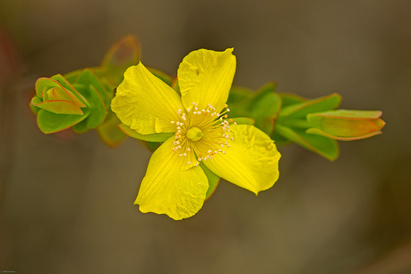 St. John's Wort