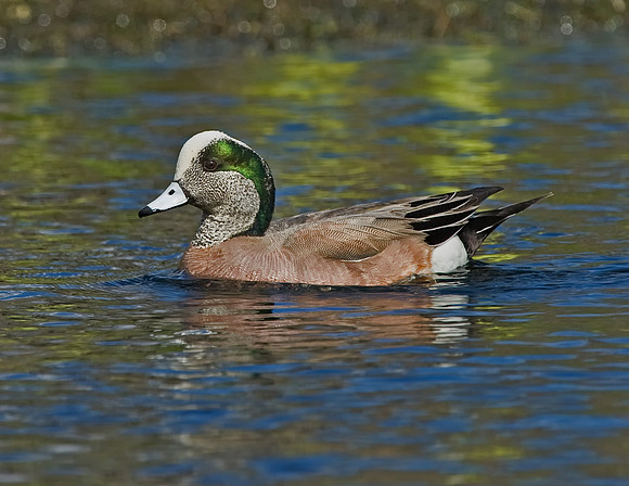 American Wigeon (M)