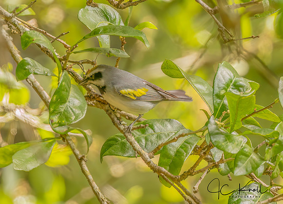 Golden=winged Warbler