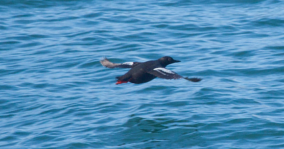 Pigeon Guillemot