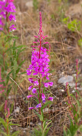Fireweed