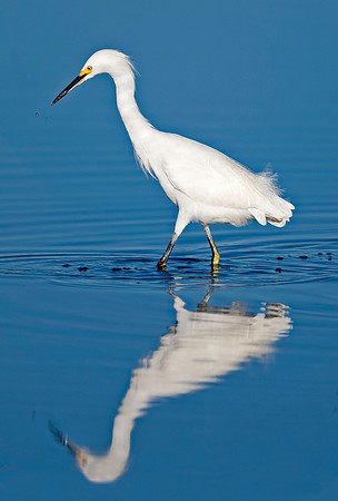 Snowy Egret
