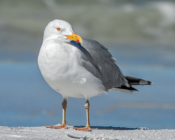 American Herring Gull