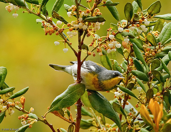 Northern Parula (M)