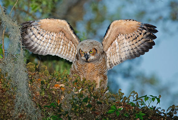 Great Horned Owlet