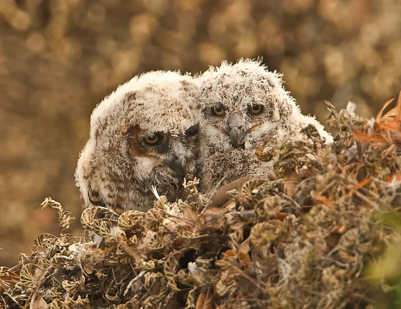 Great Horned Owlets