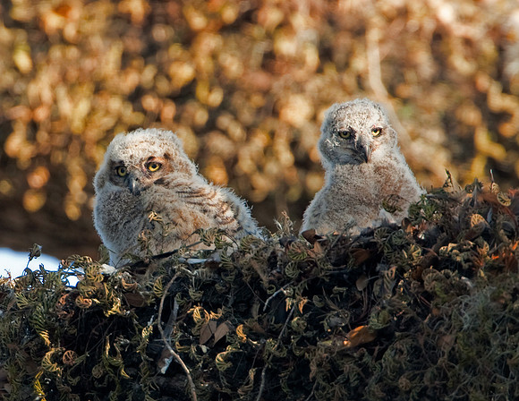 Great Horned Owlets