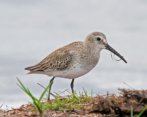 Dunlin