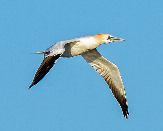Northern Gannet