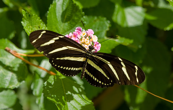 Zebra Longwing