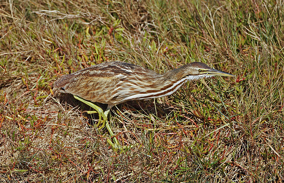 American Bittern