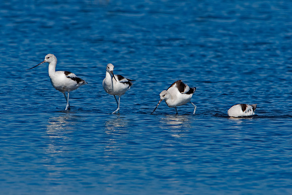 American Avocets