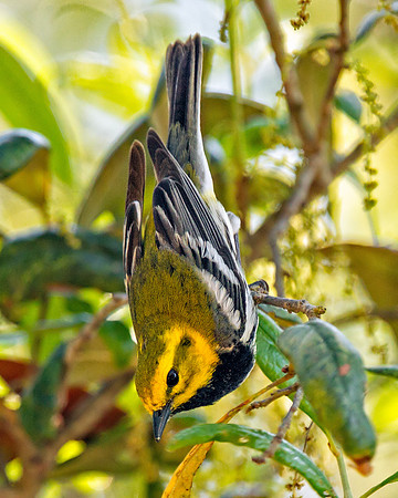 Black-throated Green Warbler
