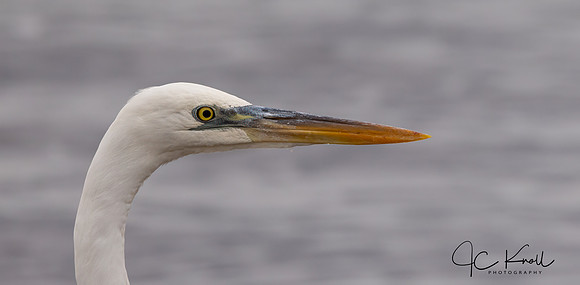 Great Blue Heron (White Morph)